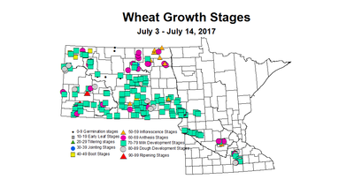wheat zgs 7 3 7 14 2017