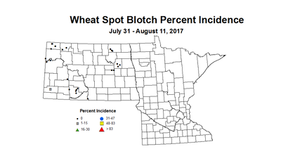 wheat SBI 7 31 8 11 2017