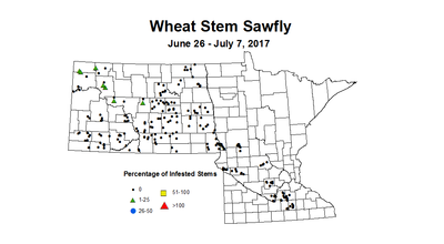 wheat sawfly 6 26 7 7 2017