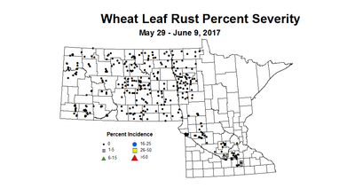 wheat LRSV 5 29 6 9 2017