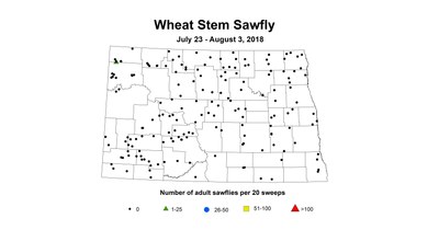 July23 aug3 wheat stem sawfly