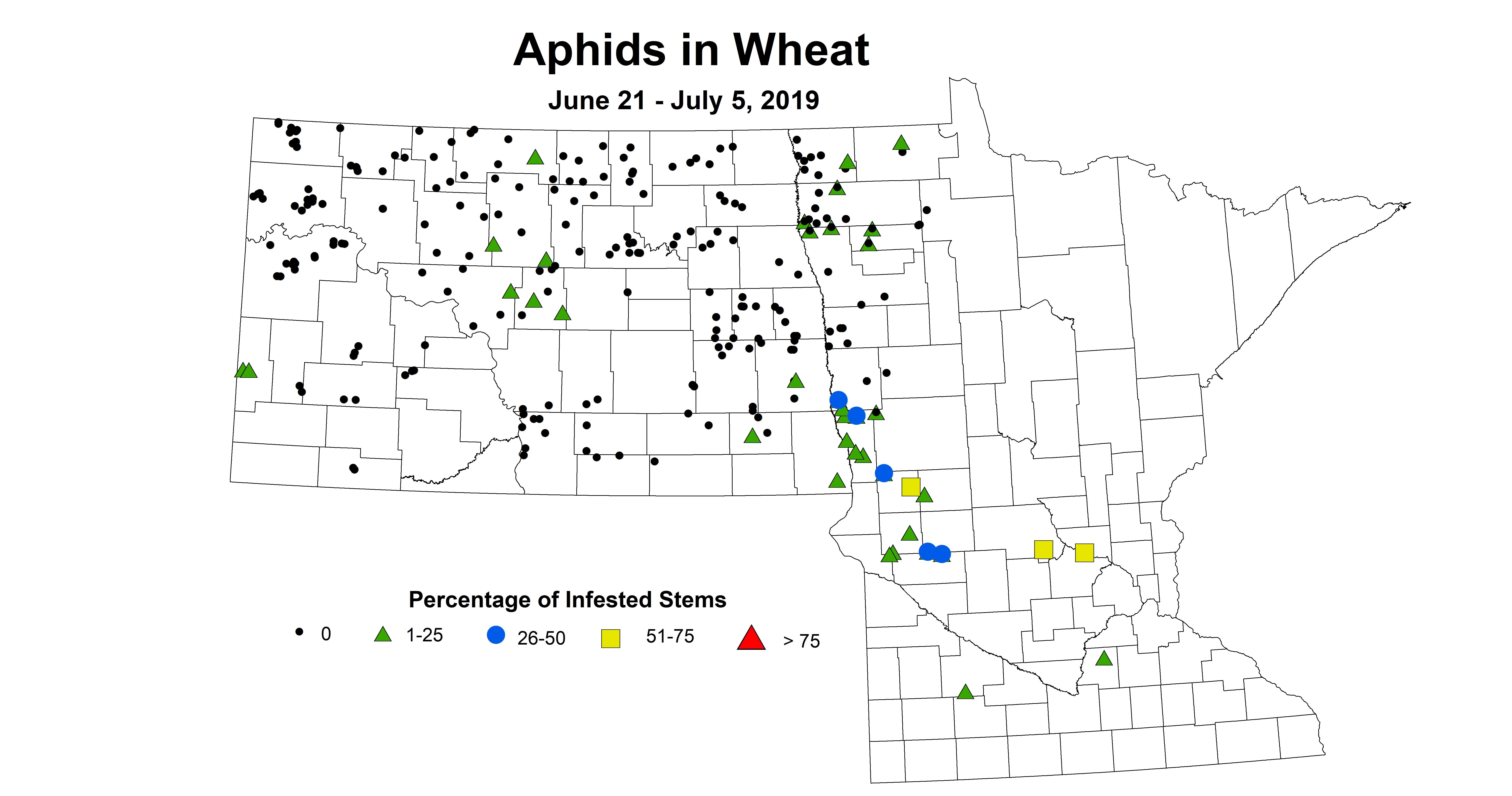 wheat aphid