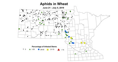 wheat aphid