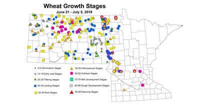 wheat zgs