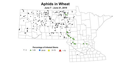 wheat aphid
