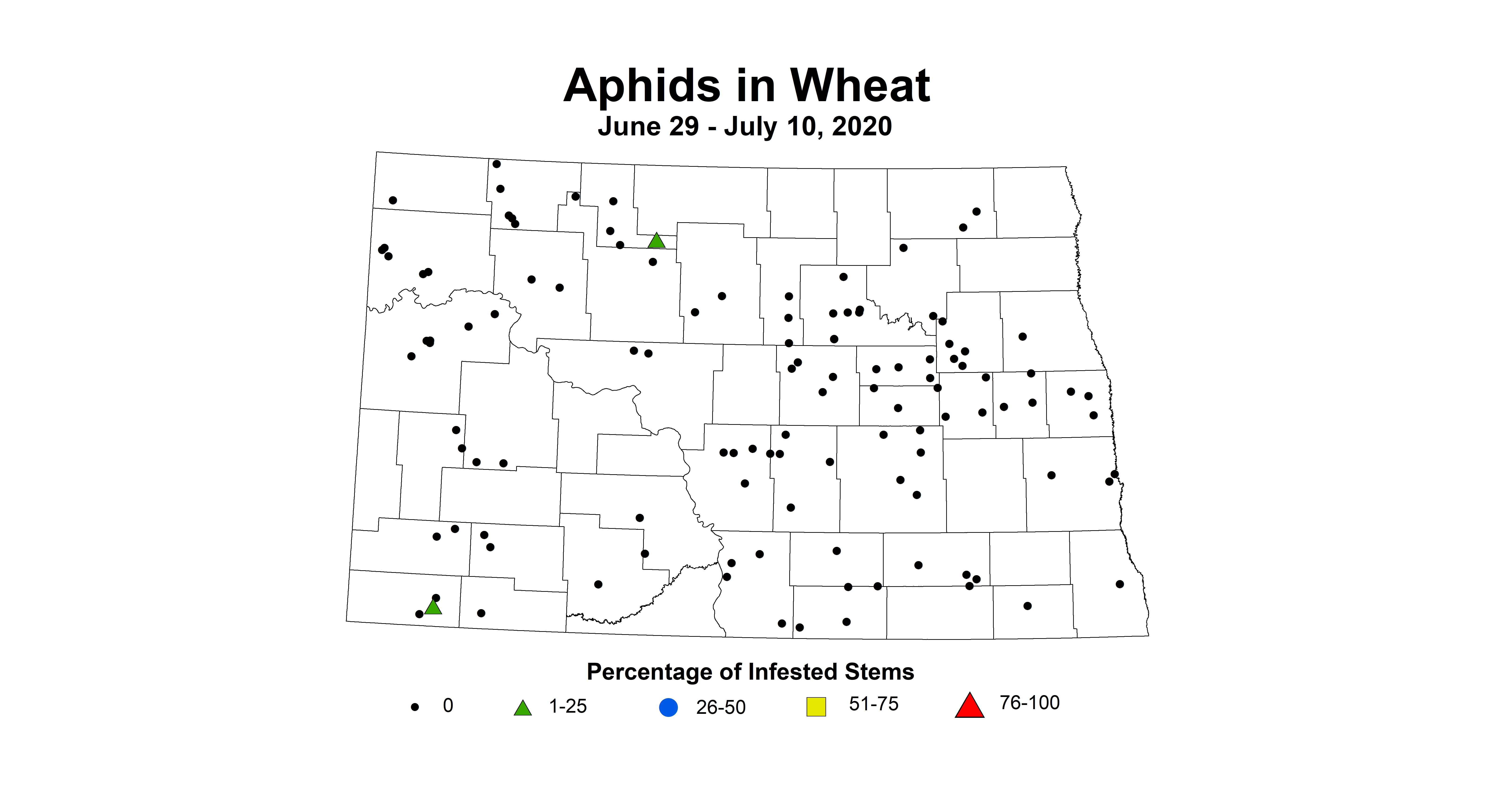aphid
