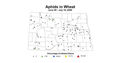 aphid