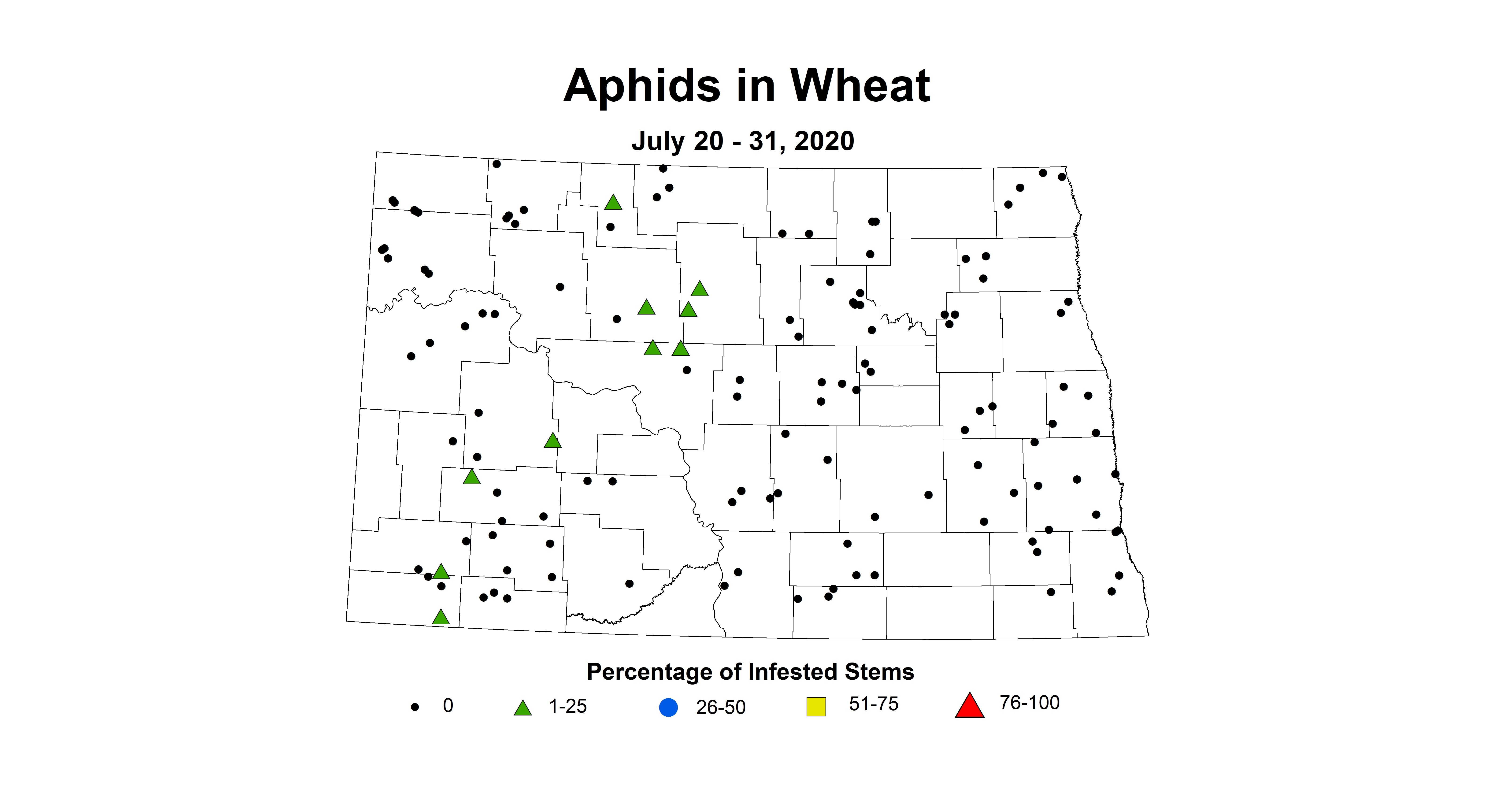 aphid