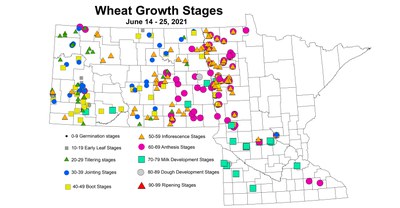wheatGrowthStages 6.14 6.25