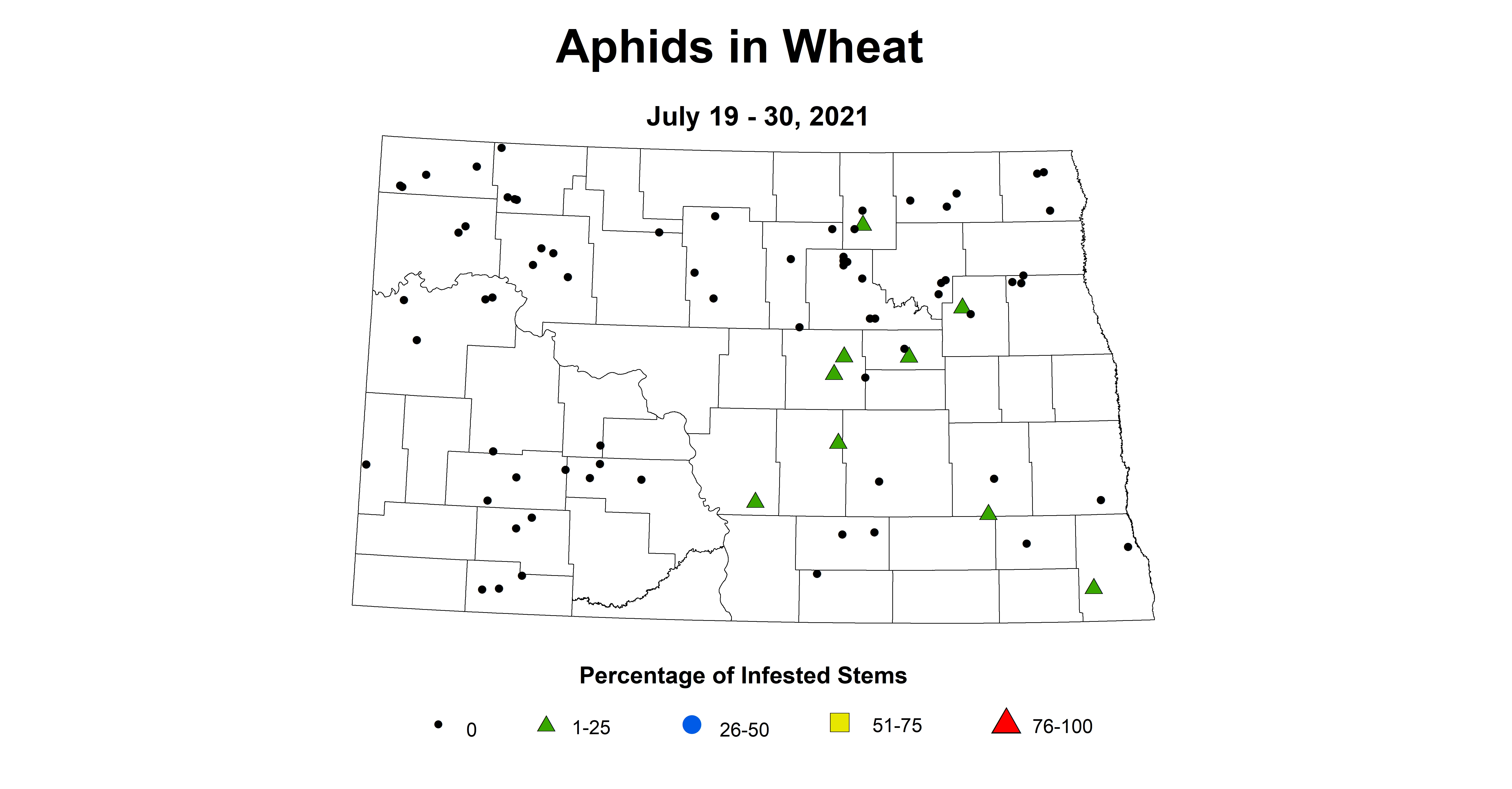 aphid