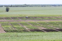 2016 Crop Year Potato Research Reports