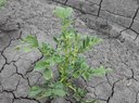 Effect of Glyphosate on Potatoes