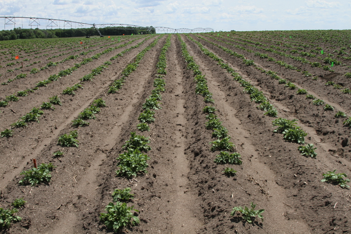 NDSU Potato Blightline for June 10, 2014