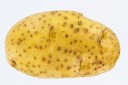 Potatoes in Flooded Fields 
