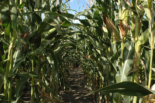 Corn field