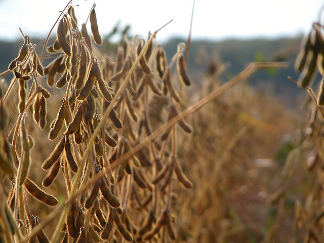 Soybeans