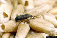 Weevil