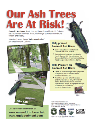 Our Ash Trees are at Risk