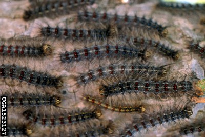 Gypsy Moth Larvae 