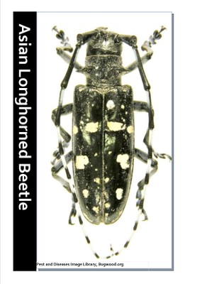 Asian Longhorned Beetle