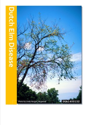 Dutch Elm Disease