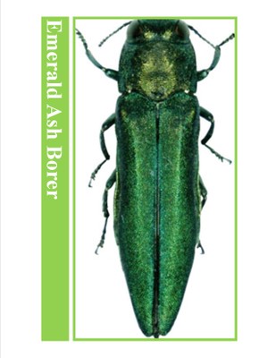 EAB Adult