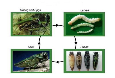 EAB Life Cycle