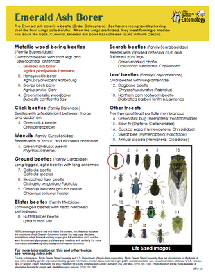 Insects Frequently Confused with Emerald Ash Borer in ND