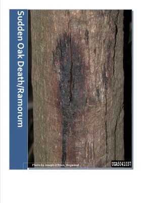 Sudden Oak Death/Ramorum Blight