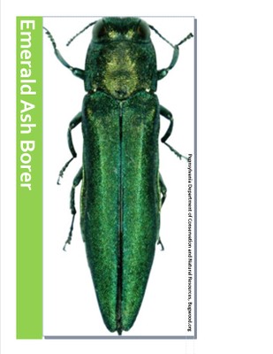 Emerald Ash Borer