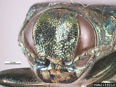 Giant EAB head