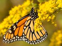 Monarch butterfly