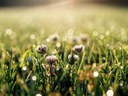 Clover in lawn