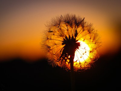 Dandelion in fall