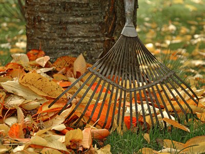 Rake leaves