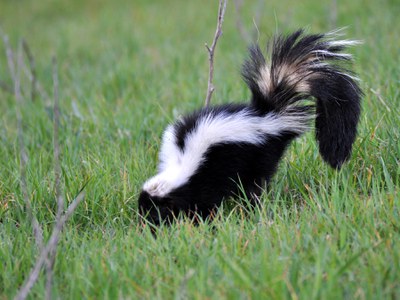 Skunk