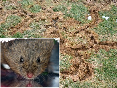 Vole and Vole Damage