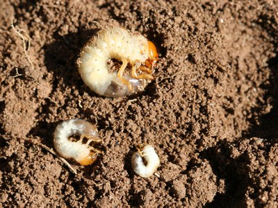 Grubs of June beetles