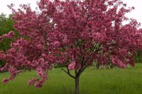 'Adams' crabapple