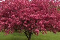 'Prairifire' crabapple