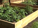 Raised bed garden