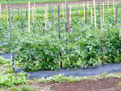 Tomato-string-weave