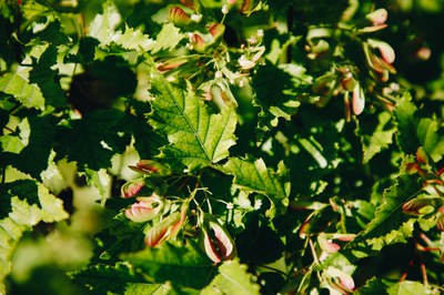 Amur Maple