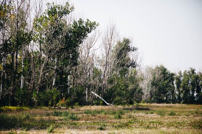 Deteriorating Windbreak