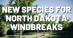 New Species for ND Windbreaks