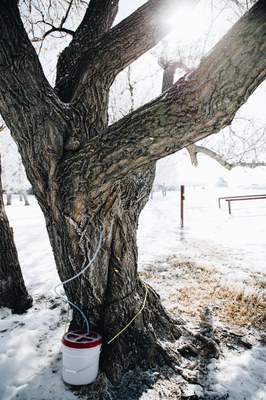 Tapped Boxelder Tree 1