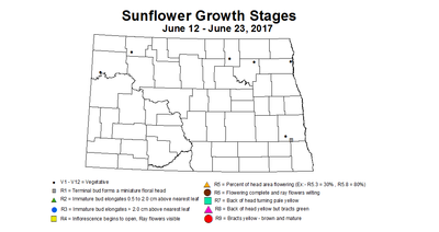 sunflower growthStage 6 12 6 23 2017