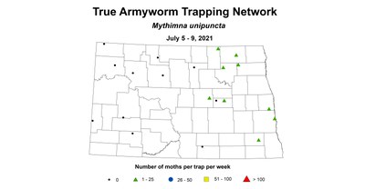 armyworm