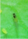 Aphid Alert August 10, 2018