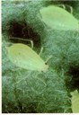 Aphid Alert for Week Ending July 21